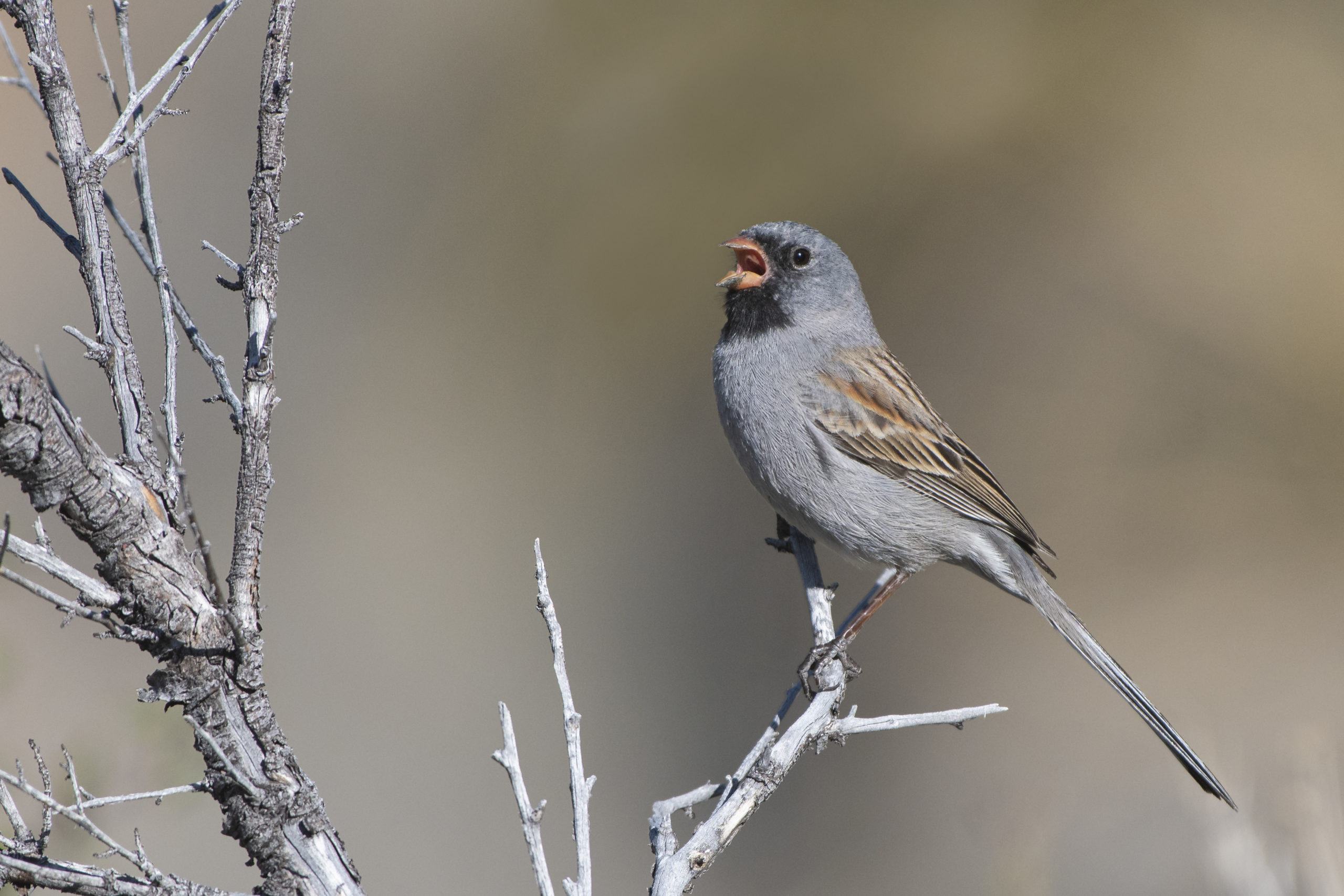 Black-chinned Sparrow perched on branch vocalizing